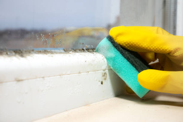 Best Same-Day Mold Removal  in Marietta, PA