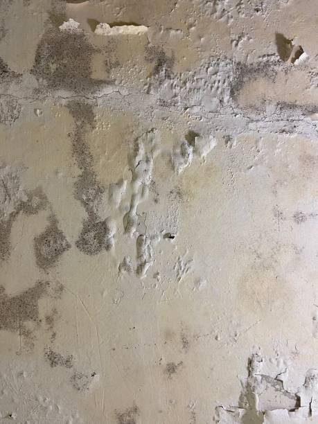 Office Mold Removal Services in Marietta, PA