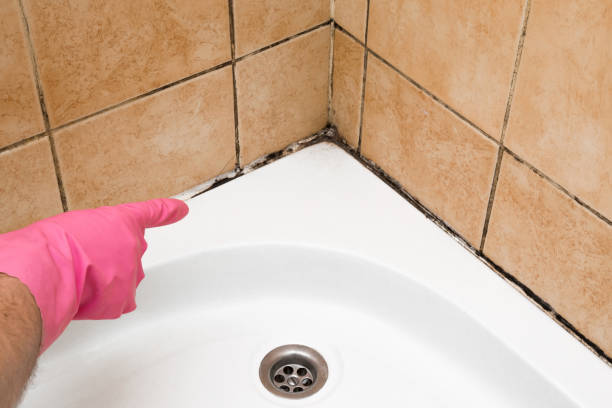 Best Mold Damage Repair  in Marietta, PA
